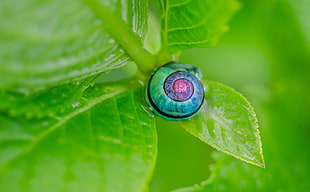 Green Pink and Blue Snail on Top of Green Leaf