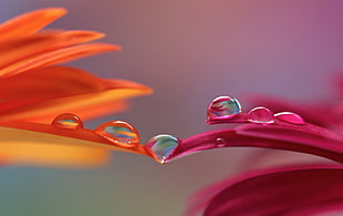 red and orange flower with water dew
