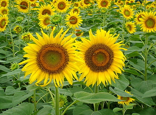 fields of sunflowers HD wallpaper