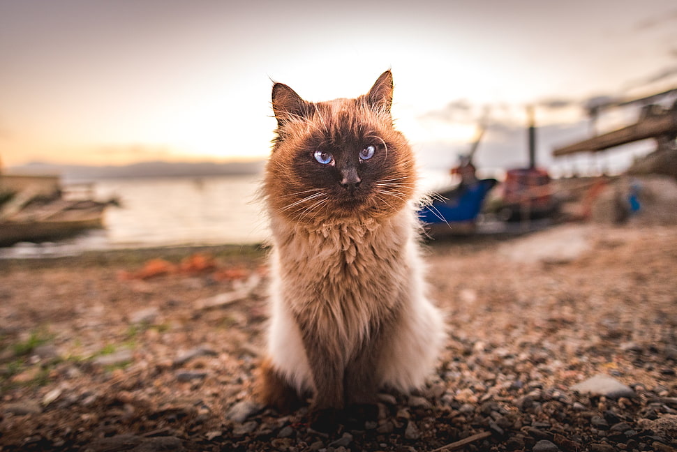 brown cat, Cat, Fluffy, Sitting HD wallpaper
