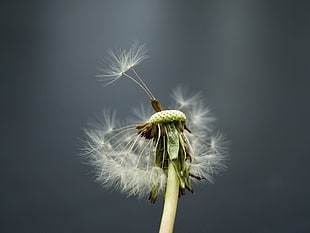 macro shot of dandelion