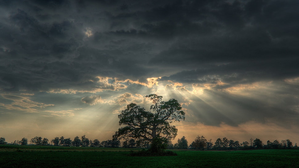 green leafed tree, nature, sun rays, trees, landscape HD wallpaper