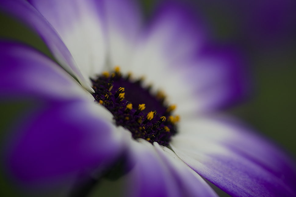 closeup photography of purple-and-white petaled flower HD wallpaper