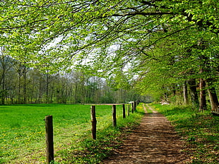 green trees beside wooden fences during daytime