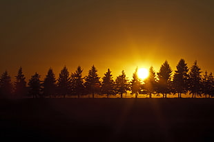 silhouette of trees during sunset, snug HD wallpaper