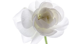 white flower, flowers