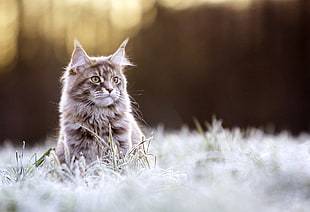 beige and brown cat, cat, animals, nature, Maine Coon cat