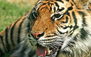 close up shot of tigers face with tongue out