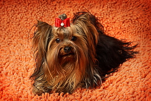 brown yorkshire terrier on orange textile