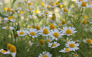 white Daisy flower lot