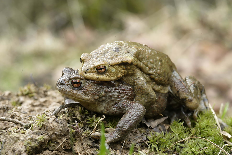 person showing two toads HD wallpaper