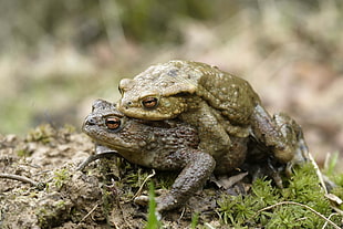 person showing two toads