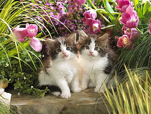 two long-fur white-and-brown kittens