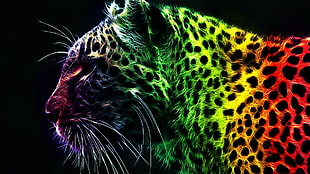 multicolored leopard photo
