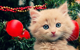 brown tabby kitten