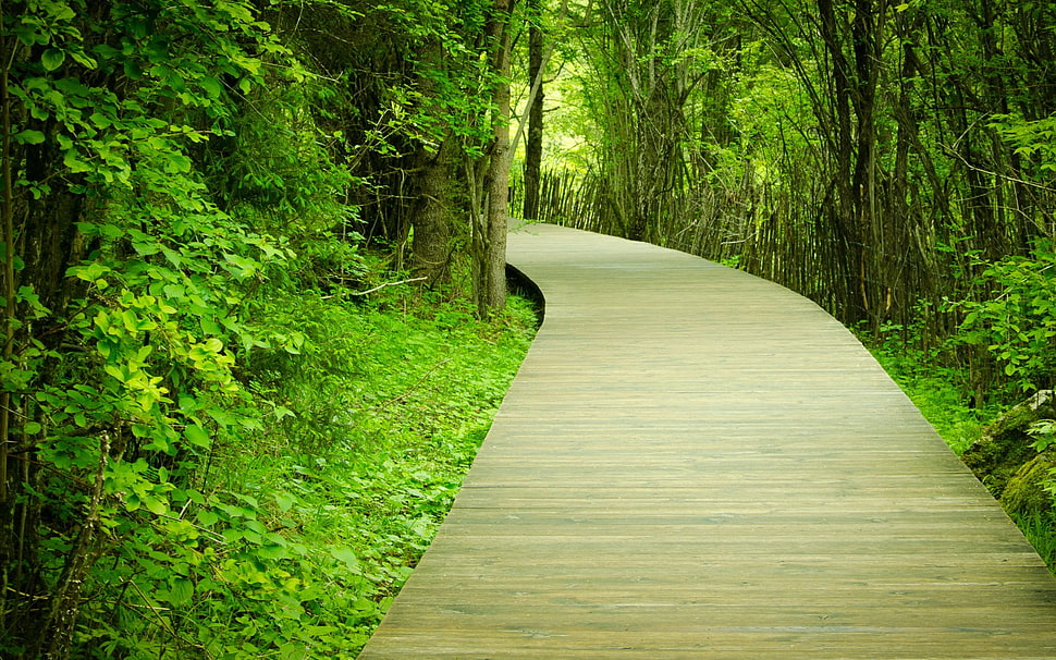 green leafed plants, nature, trees, path HD wallpaper