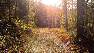 photograph of pathway between trees, forest, pathway