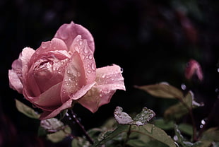 selective focus photography of pink Rose flower