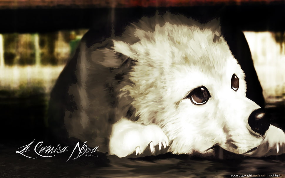 white dog wallpaper, dog HD wallpaper