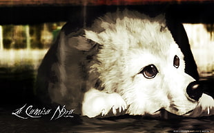 white dog wallpaper, dog HD wallpaper