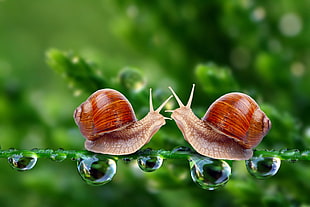 two brown snail under leaf on selective focus photography