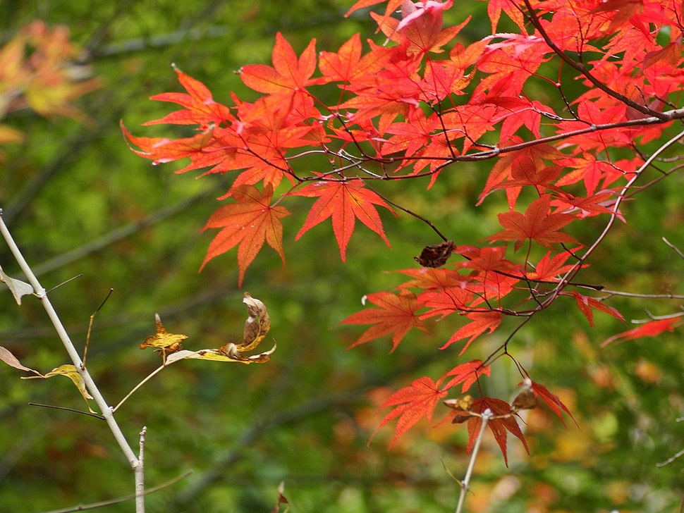 maple leafs during fall season HD wallpaper