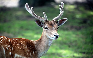 depth of field photography of deer