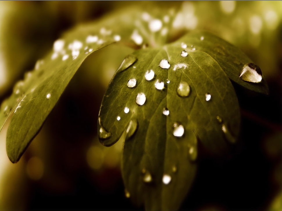 water droplets on green leaf plant HD wallpaper
