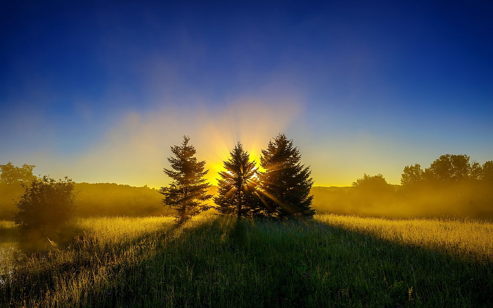 three green pine trees under blue sky HD wallpaper