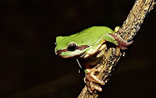 green frog, amphibian, twigs, animals, frog