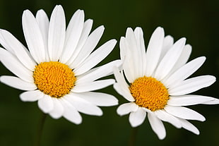 macro shot of two common daisy flowers