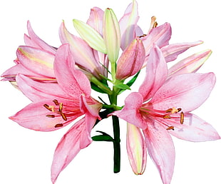 photo of pink petaled flowers against white background