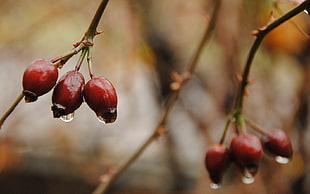selective focus photography of red fruit
