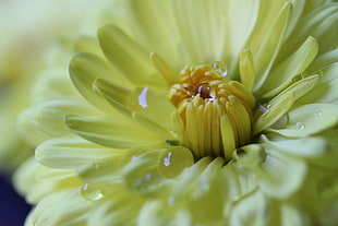 macro shot of flower with water droplets HD wallpaper