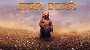 Star Bear wallpaper, bears, landscape, typography, digital art HD wallpaper