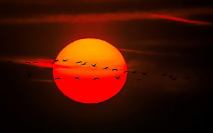 flock of birds, Sun HD wallpaper