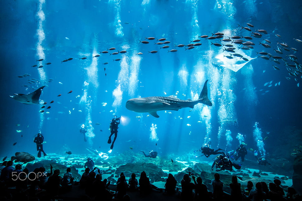 gray whale shark, aquarium, fish, animals, 500px HD wallpaper