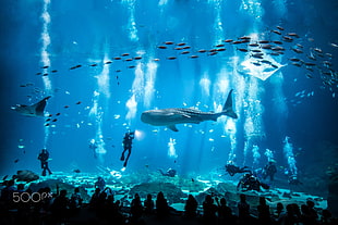 gray whale shark, aquarium, fish, animals, 500px HD wallpaper