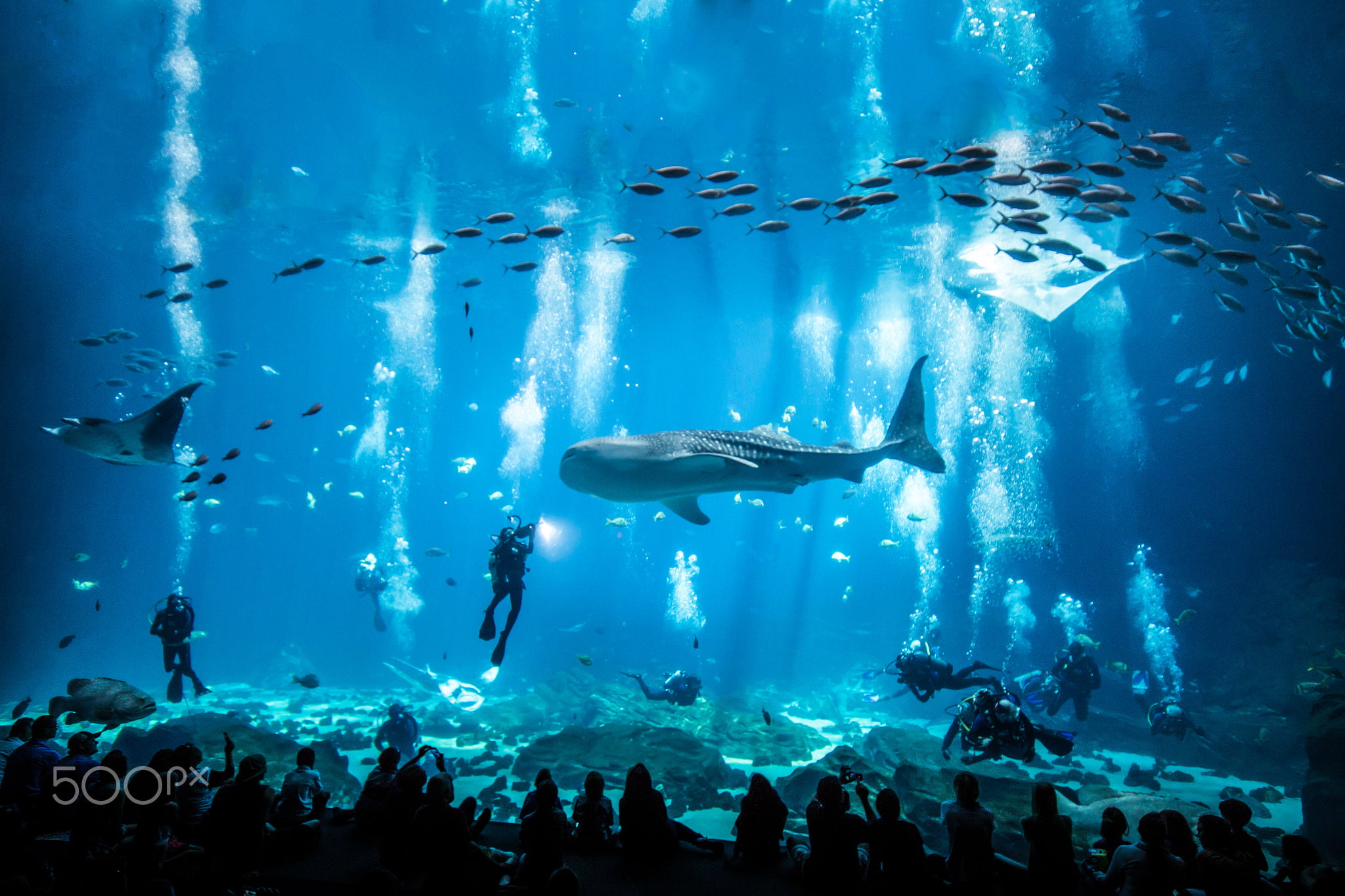 gray whale shark, aquarium, fish, animals, 500px