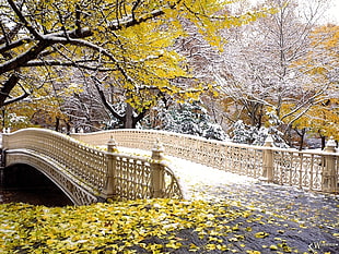 brown concrete bridge surrounded by yellow leaf trees