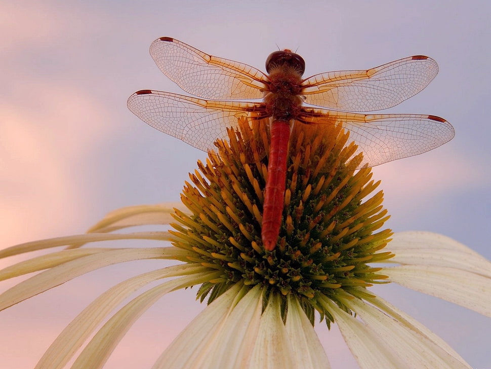 Roseate skimmer HD wallpaper