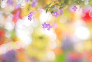 macro shift photography of purple flowers