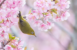 green bird on blossom tree