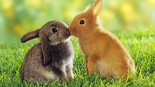 selective focus photography of two silver and brown bunnies kissing on grass