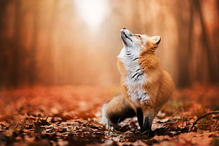 brown fox close up photo