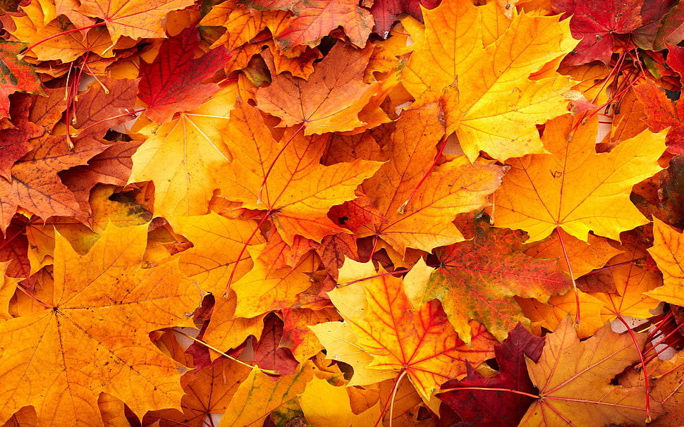 yellow maple leaves in close-up photo HD wallpaper