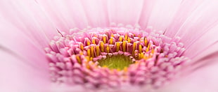 pink Gerbera Daisy in bloom macro photo