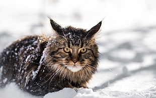 selective focus photography of gray cat on snowy area