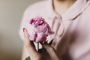person holding pink peony flower HD wallpaper