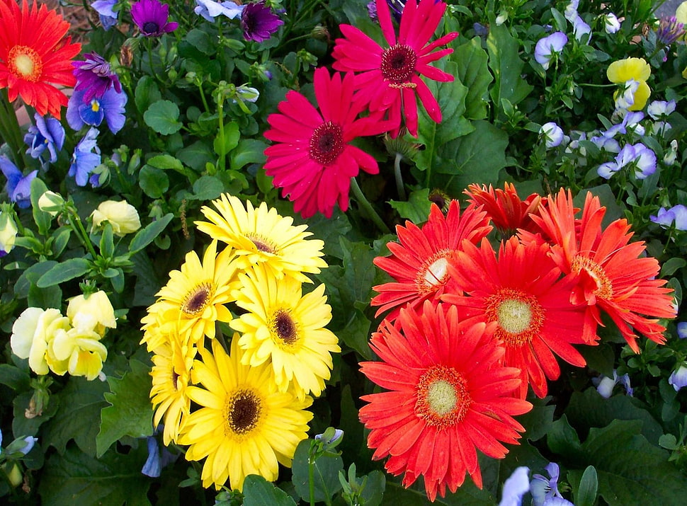assorted-colored flowers field HD wallpaper